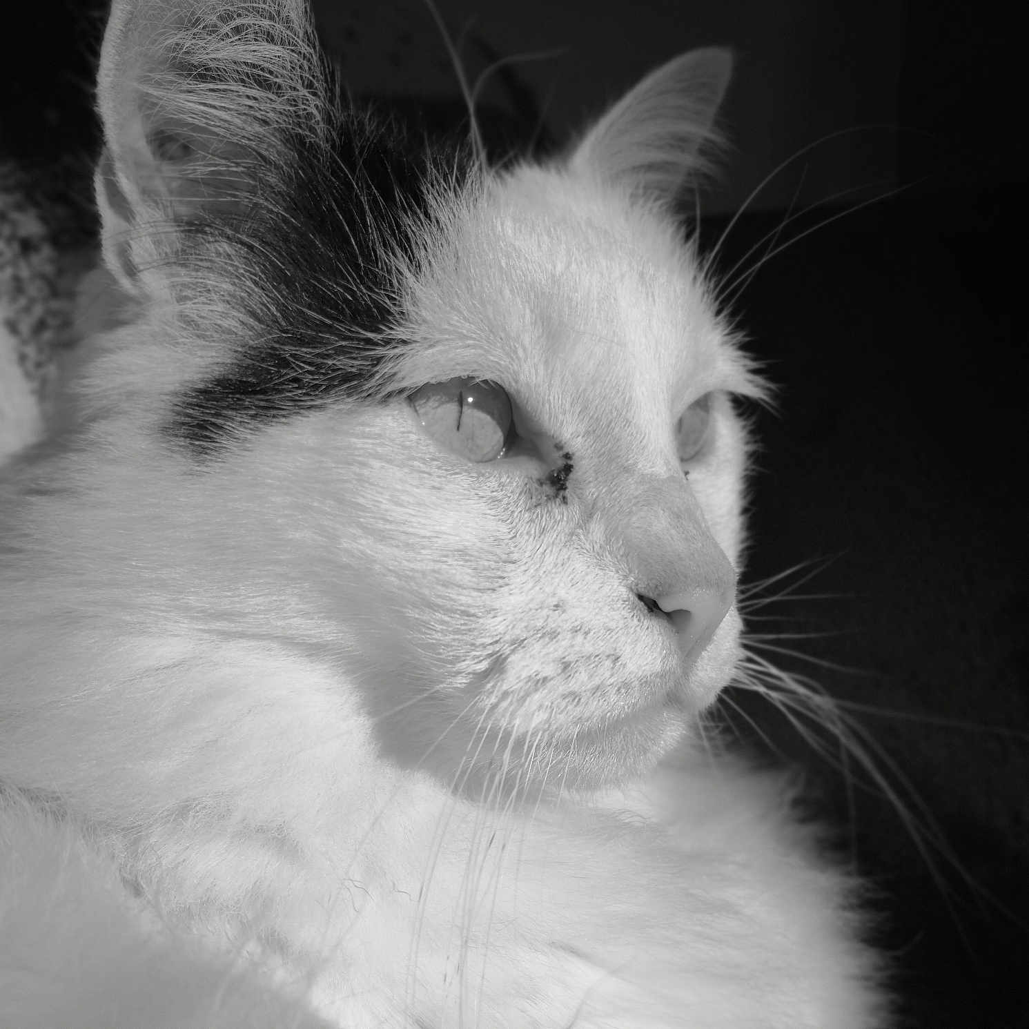 Jazz a rejoint le concours — aidez-le/la à gagner de superbes lots ! animal, black_and_white, calm, cat, close_up, ear, face, feline, fluffy, fur, indoor, nose, pet, portrait, profile, quiet, serene, soft, thoughtful, whiskers