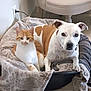 cat, dog, pet_bed, blanket, indoor, orange_cat, white_dog, brown_spots, floor, chair, calm, domestic_animals, companions, furniture, cozy, relaxed, animal_pair, household, resting, cute