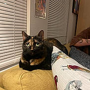 Dora joined the competition — help win amazing prizes! cat, tortoiseshell_cat, couch, pillow, bird_pattern, window_blinds, indoor, tattoo, armrest, furniture, home, pet, animal, green_eyes, relaxed, closeup, domestic_cat, cozy, portrait, seated