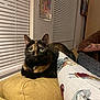 cat, tortoiseshell_cat, couch, pillow, bird_pattern, window_blinds, indoor, tattoo, armrest, furniture, home, pet, animal, green_eyes, relaxed, closeup, domestic_cat, cozy, portrait, seated