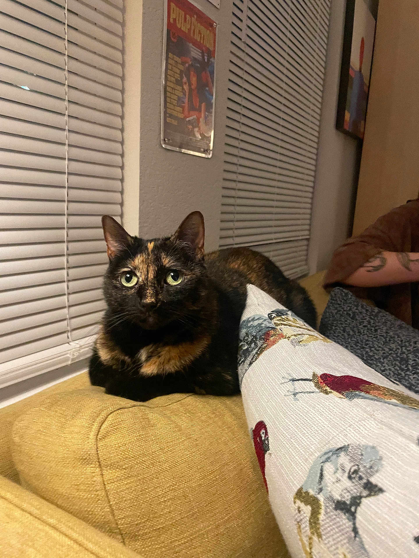 Dora joined the competition — help win amazing prizes! cat, tortoiseshell_cat, couch, pillow, bird_pattern, window_blinds, indoor, tattoo, armrest, furniture, home, pet, animal, green_eyes, relaxed, closeup, domestic_cat, cozy, portrait, seated