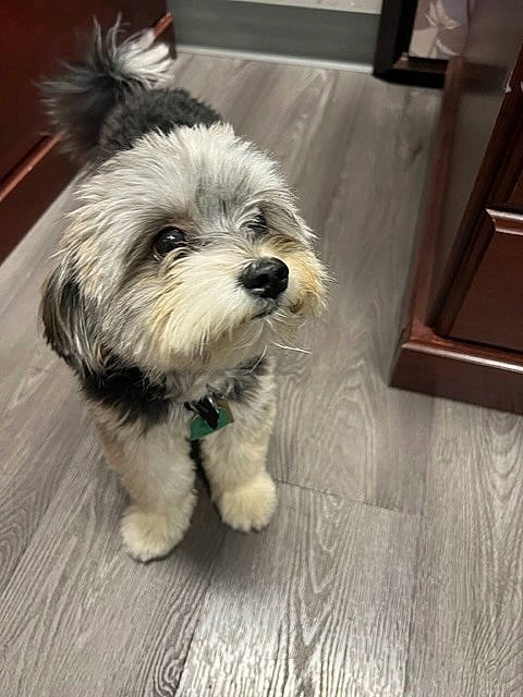 Ollie is registered to the contest to win money with this photo: canidae, carnivore, collar, companion_dog, dog, dog_breed, dog_collar, dog_supply, flooring, fur, hardwood, maltepoo, small_terrier, snout, sporting_group, terrier, toy_dog, varnish, wood, working_animal