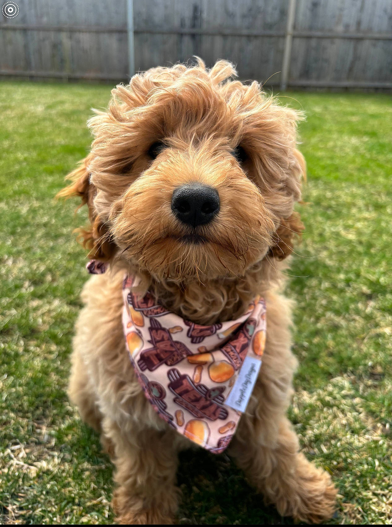 Charlie is registered to the contest to win money with this photo: canidae, carnivore, collar, companion_dog, dog, dog_breed, dog_collar, fur, grass, leash, liver, small_terrier, snout, sporting_group, terrier, toy_dog, water_dog, welsh_terrier, working_animal, yorkipoo