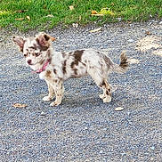 Shanel a rejoint le concours — aidez-le/la à gagner de superbes lots ! dog, small_dog, spotted_dog, pink_collar, standing, gravel_path, outdoor, grass, sunlight, animal, pet, canine, alert, fur, tail, ears, daylight, nature, walking_surface, cute