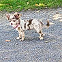 dog, small_dog, spotted_dog, pink_collar, standing, gravel_path, outdoor, grass, sunlight, animal, pet, canine, alert, fur, tail, ears, daylight, nature, walking_surface, cute