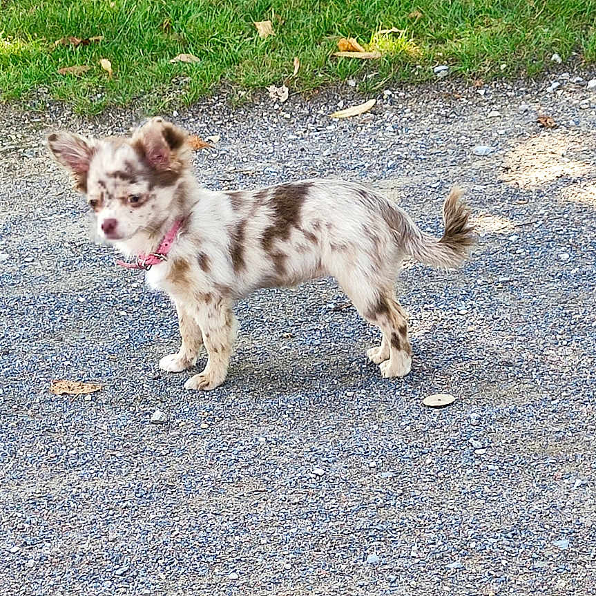 Shanel a rejoint le concours — aidez-le/la à gagner de superbes lots ! alert, animal, canine, cute, daylight, dog, ears, fur, grass, gravel_path, nature, outdoor, pet, pink_collar, small_dog, spotted_dog, standing, sunlight, tail, walking_surface