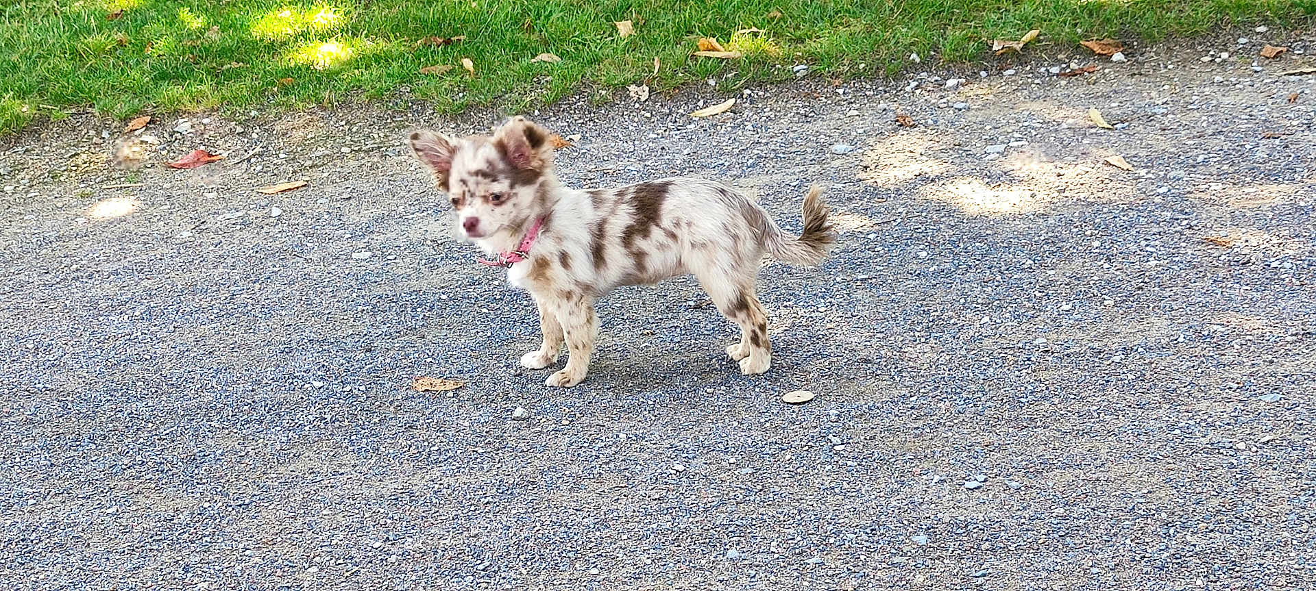 Shanel a rejoint le concours — aidez-le/la à gagner de superbes lots ! dog, small_dog, spotted_dog, pink_collar, standing, gravel_path, outdoor, grass, sunlight, animal, pet, canine, alert, fur, tail, ears, daylight, nature, walking_surface, cute
