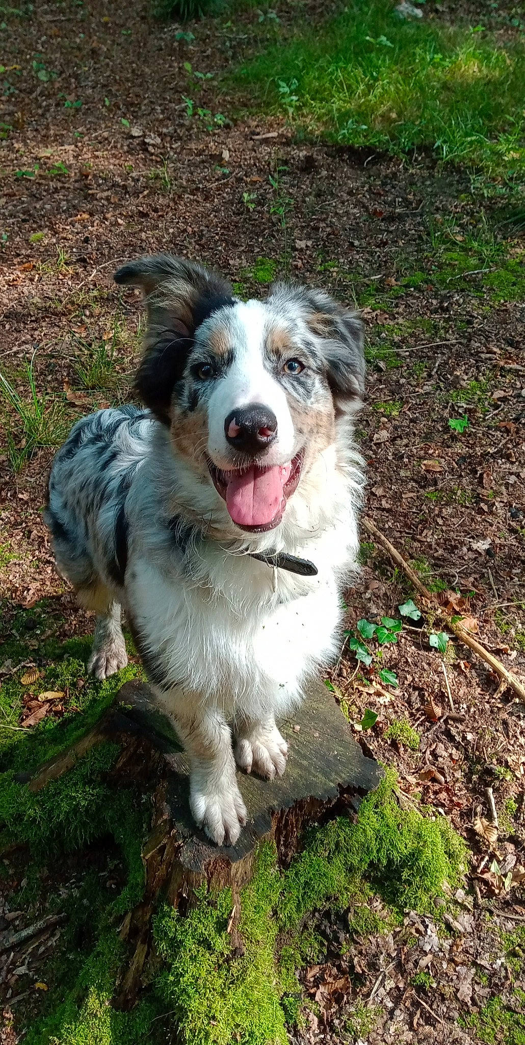 Negan a rejoint le concours — aidez-le/la à gagner de superbes lots ! australian_shepherd, border_collie, carnivore, companion_dog, dog, dog_breed, fang, grass, herding_dog, plant, soil, sporting_group, terrestrial_animal, whiskers, working_dog