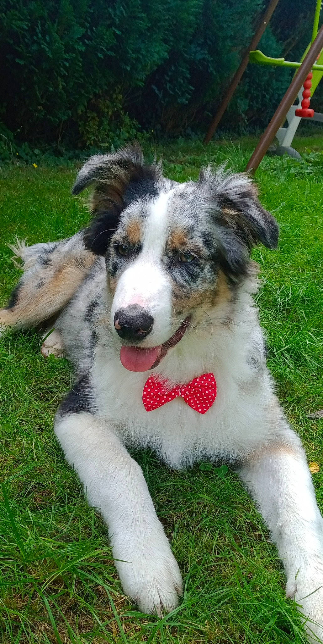 Negan participe au concours pour gagner de l'argent avec cette photo : australian_shepherd, border_collie, canidae, carnivore, companion_dog, dog, dog_breed, grass, herding_dog, plant, snout, sporting_group, terrestrial_animal, working_dog
