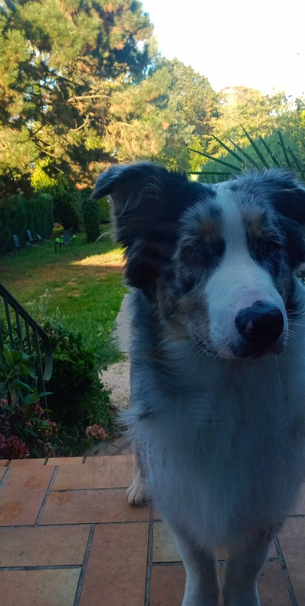 Negan participe au concours pour gagner de l'argent avec cette photo : australian_collie, australian_shepherd, border_collie, canidae, carnivore, companion_dog, dog, dog_breed, fur, grass, herding_dog, plant, snout, sporting_group, terrestrial_animal, tree, working_animal, working_dog