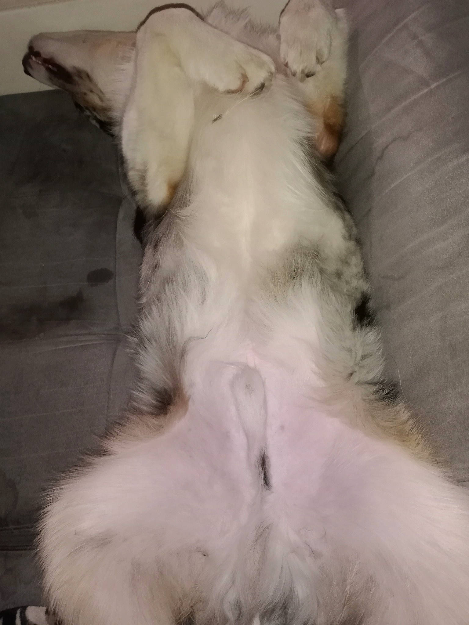 Negan a rejoint le concours — aidez-le/la à gagner de superbes lots ! canidae, carnivore, claw, comfort, companion_dog, dog, dog_breed, fawn, felidae, fur, nap, paw, small_to_medium_sized_cats, sporting_group, tail, terrestrial_animal, whiskers, working_animal