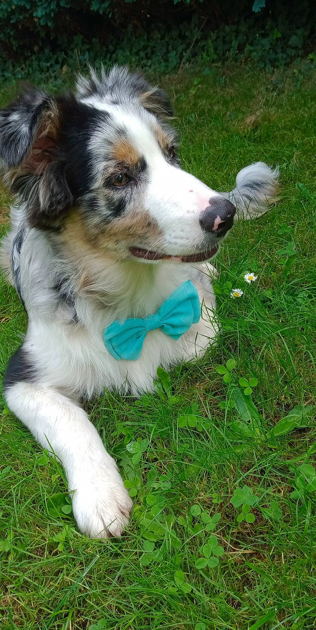 Negan participe au concours pour gagner de l'argent avec cette photo : ancient_dog_breeds, australian_collie, australian_shepherd, carnivore, companion_dog, dog, dog_breed, grass, groundcover, herbaceous_plant, herding_dog, miniature_australian_shepherd, plant, sporting_group, terrestrial_animal, whiskers, working_dog