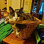 animal, basket, beaded_curtains, calico, cat, cozy, curious, decor, domestic, face, furniture, house, indoor, living_room, paw, pet, relaxed, table, wicker, wooden_table