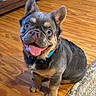dog, puppy, french_bulldog, indoor, wooden_floor, tongue_out, cute, pet, blue_collar, smiling, small_dog, sitting, fur, ears, face, animal, domestic_animal, happy, looking_up, floor