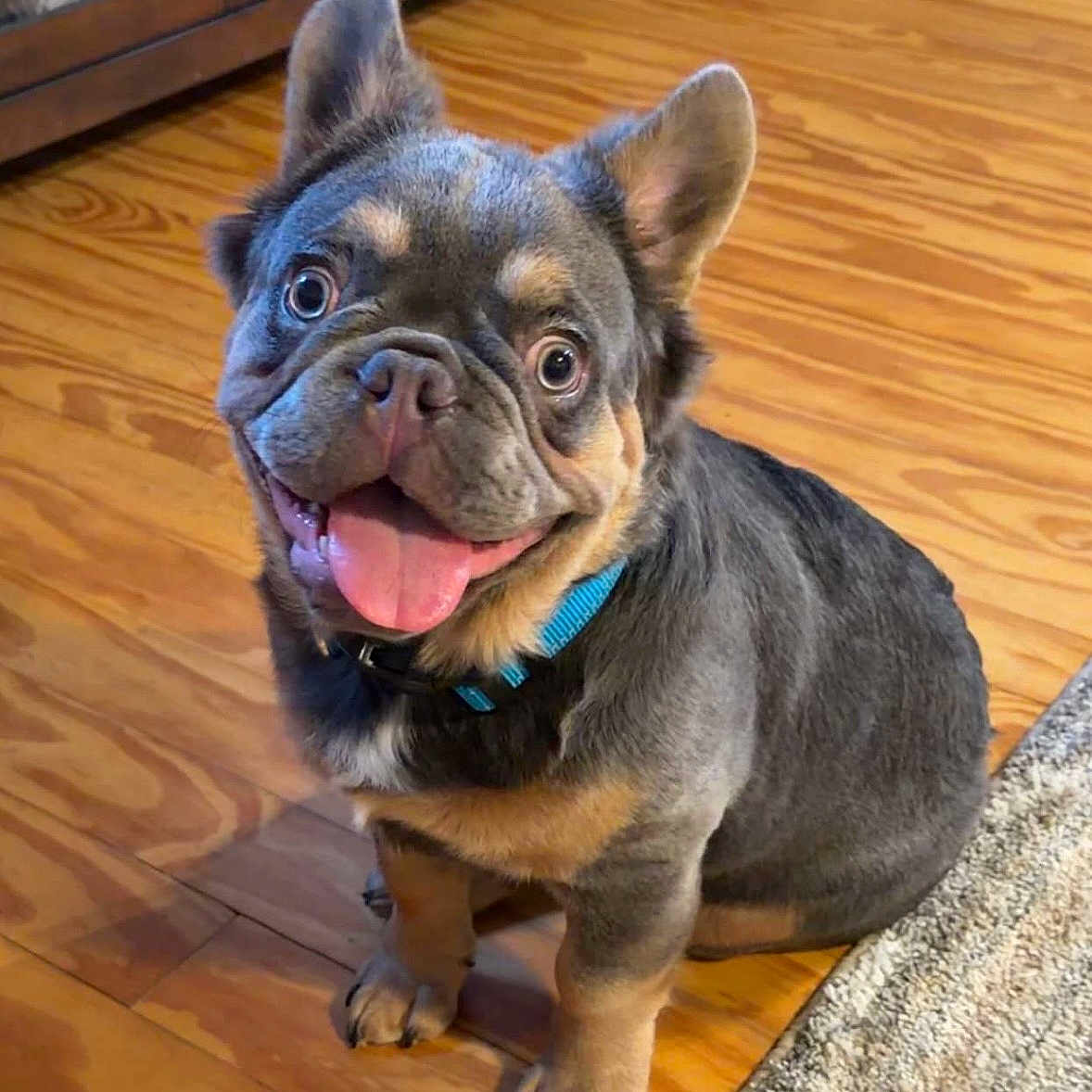 Duke is registered to the contest to win money with this photo: dog, puppy, french_bulldog, indoor, wooden_floor, tongue_out, cute, pet, blue_collar, smiling, small_dog, sitting, fur, ears, face, animal, domestic_animal, happy, looking_up, floor