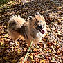 dog, blue_eyes, leash, autumn, fallen_leaves, outdoor, nature, playful, tongue_out, fluffy, canine, pet, forest_floor, sunlight, brown_fur, walking, seasonal, happy, animal, park