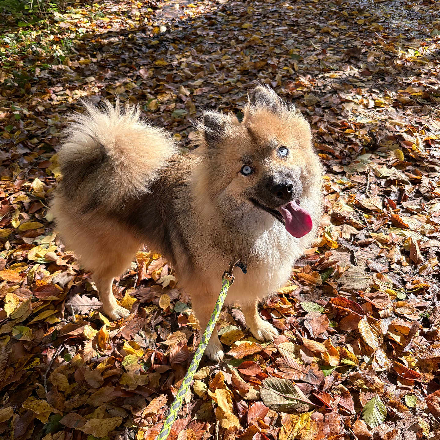 Doogy participe au concours pour gagner de l'argent avec cette photo : animal, autumn, blue_eyes, brown_fur, canine, dog, fallen_leaves, fluffy, forest_floor, happy, leash, nature, outdoor, park, pet, playful, seasonal, sunlight, tongue_out, walking