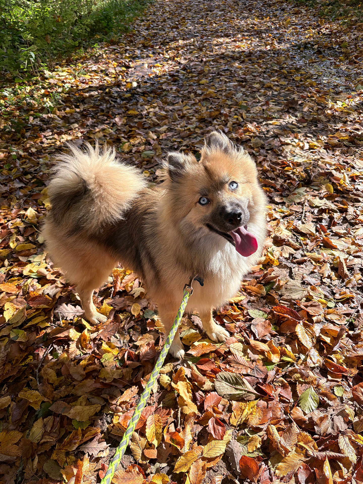 Doogy participe au concours pour gagner de l'argent avec cette photo : dog, blue_eyes, leash, autumn, fallen_leaves, outdoor, nature, playful, tongue_out, fluffy, canine, pet, forest_floor, sunlight, brown_fur, walking, seasonal, happy, animal, park