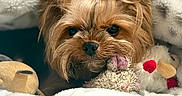 Chanel is registered to the contest to win money with this photo: dog, small_dog, yorkshire_terrier, fluffy, cute, toy, plush_toy, blanket, cozy, sleepy, fur, pet, animal, indoors, closeup, face, tongue, hair_tie, comfort, resting