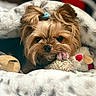 dog, small_dog, yorkshire_terrier, fluffy, cute, toy, plush_toy, blanket, cozy, sleepy, fur, pet, animal, indoors, closeup, face, tongue, hair_tie, comfort, resting