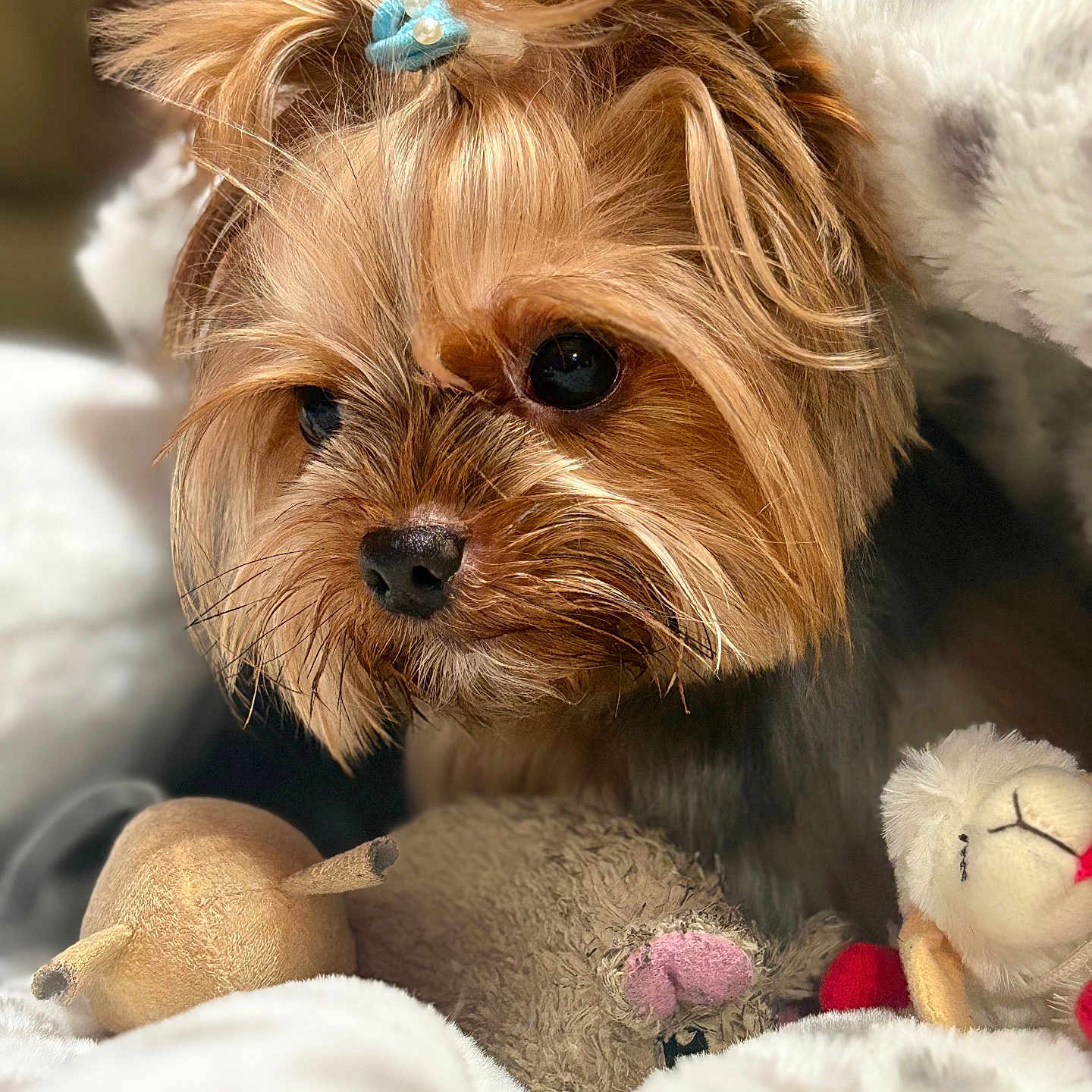 Chanel is registered to the contest to win money with this photo: dog, yorkshire_terrier, pet, close_up, portrait, fur, toy, plush_toy, blanket, cute, animal, companion, indoor, small_dog, hair_clip, soft_texture, relaxed, fluffy, brown, adorable