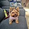 Chanel is registered to the contest to win money with this photo: dog, yorkshire_terrier, pet, small_dog, cute, sweater, hair_tie, couch, gray_furniture, indoor, home, floor_tiles, bottle, pet_products, table, chair, toy, animal, fur, happy