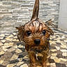 Chanel joined the competition — help win amazing prizes! dog, wet, small_dog, mohawk, curious, close_up, pet, puppy, brown_fur, big_eyes, cute, floor_tiles, mosaic, indoors, animal, fur, face, portrait, looking_at_camera, background_blur