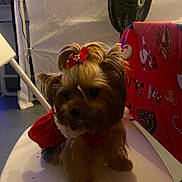 Chanel joined the competition — help win amazing prizes! dog, small_dog, red_bow, red_outfit, chair, indoor, fan, tablecloth, holiday_theme, decorations, pet, animal, cute, fur, sitting, white_chair, brown_fur, domestic_animal, companion, cozy