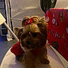 dog, small_dog, red_bow, red_outfit, chair, indoor, fan, tablecloth, holiday_theme, decorations, pet, animal, cute, fur, sitting, white_chair, brown_fur, domestic_animal, companion, cozy