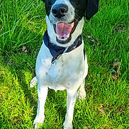 Floki participe au concours pour gagner de l'argent avec cette photo : animal, bodypart, canine, dog, face, field, grass, grassland, green, head, hound, lawn, mouth, nature, outdoors, person, pet, plant, pointer, puppy