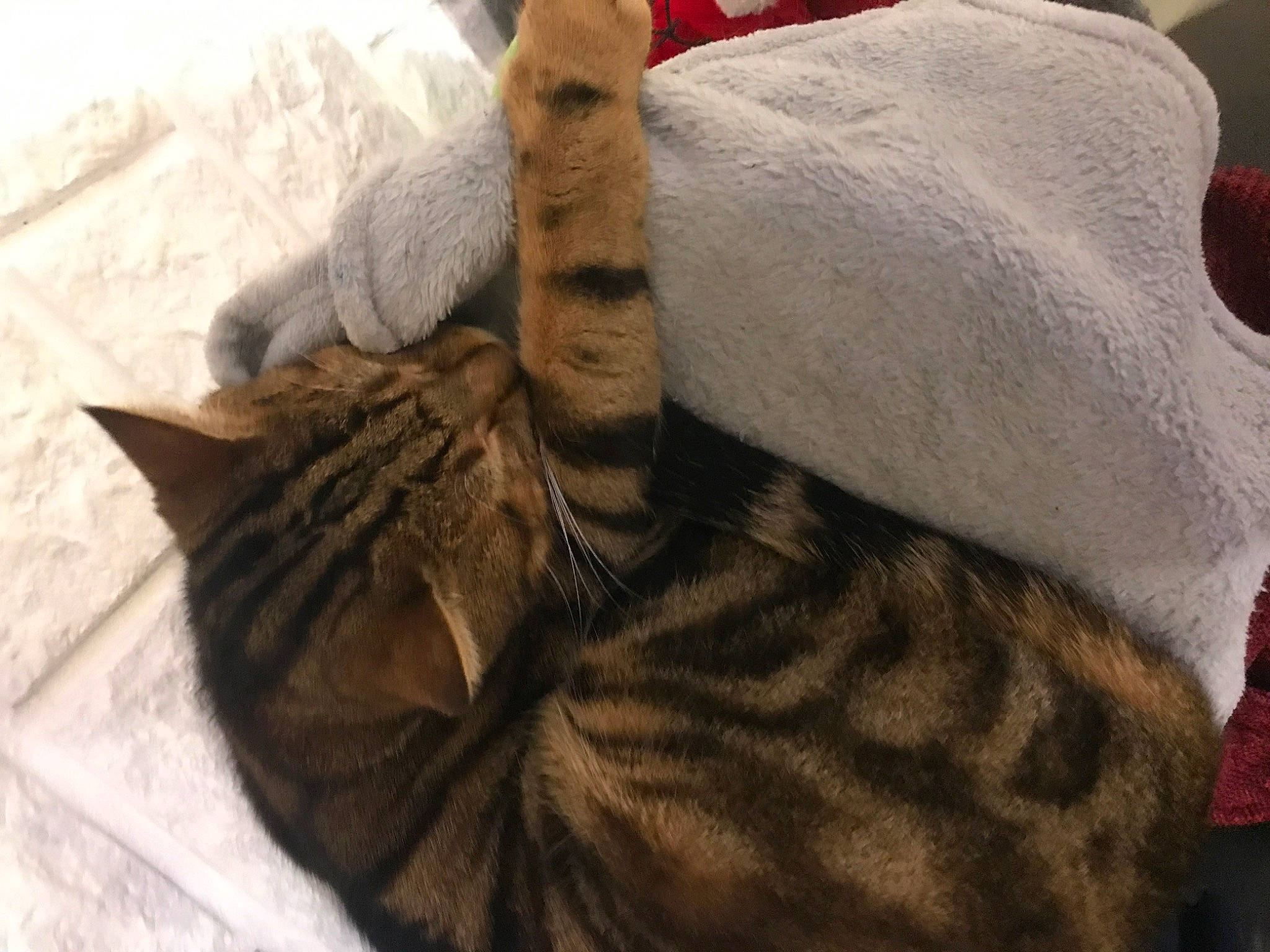 Titouan a rejoint le concours — aidez-le/la à gagner de superbes lots ! bed, bedding, carnivore, cat, claw, comfort, domestic_short_haired_cat, ear, fawn, felidae, fur, gesture, linens, mammal, small_to_medium_sized_cats, snout, tail, whiskers, wood, wrinkle