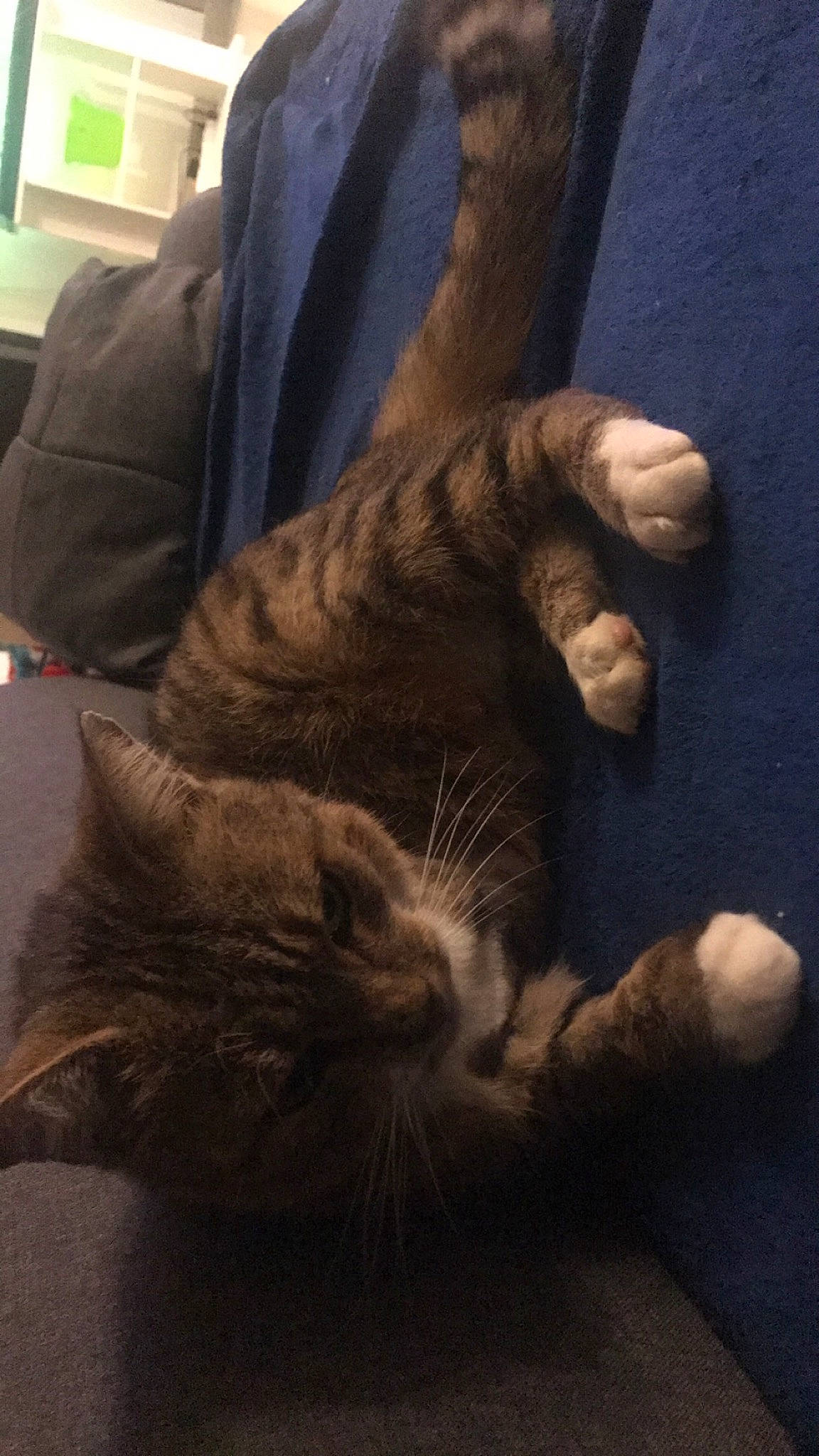 Bandit participe au concours pour gagner de l'argent avec cette photo : carnivore, cat, claw, comfort, darkness, domestic_short_haired_cat, felidae, flooring, foot, fur, gesture, grey, human_leg, nap, paw, small_to_medium_sized_cats, snout, tail, whiskers, wood