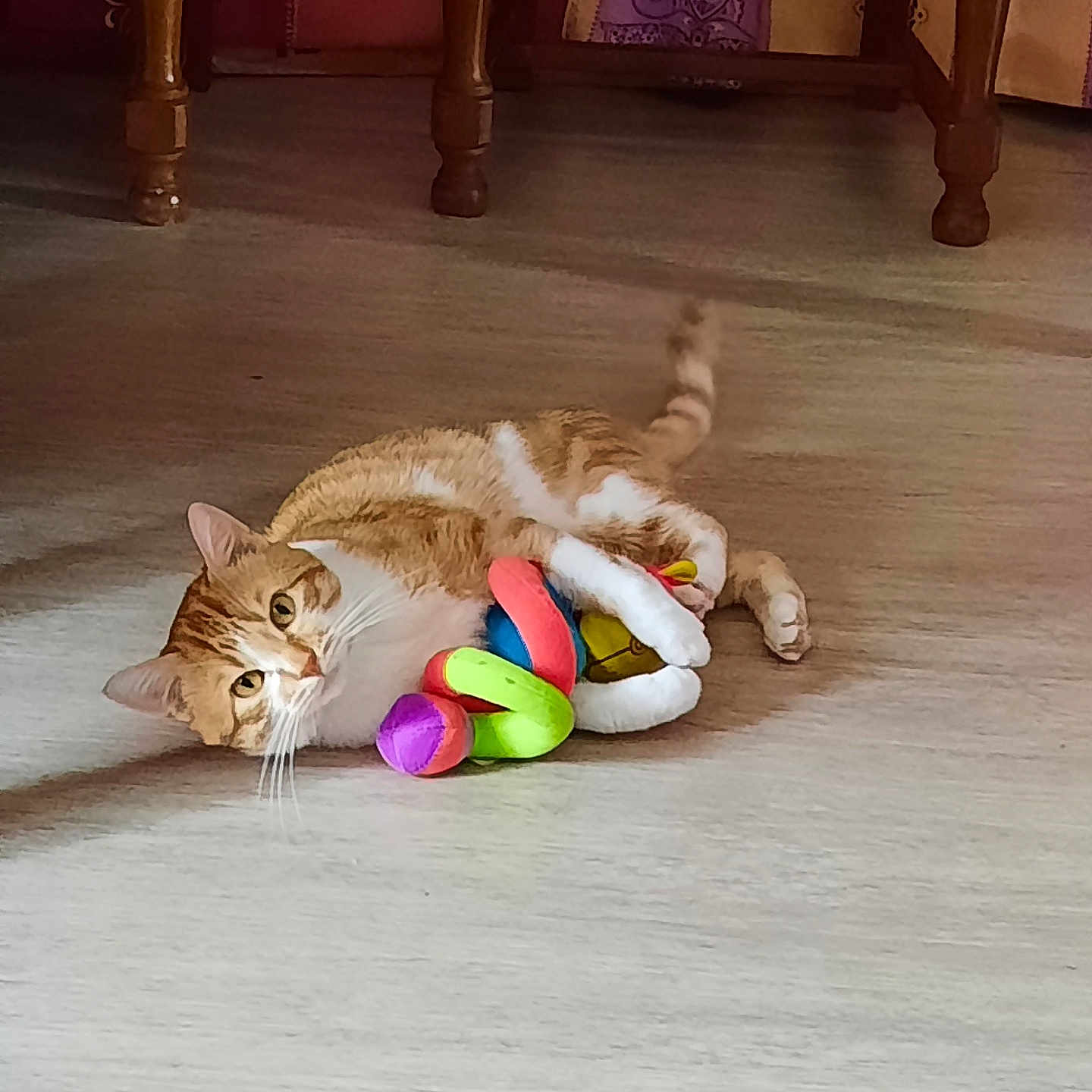 Ronron a rejoint le concours — aidez-le/la à gagner de superbes lots ! abyssinian, animal, balloon, cat, couch, face, furniture, hardwood, head, indoors, interiordesign, kitten, manx, person, pet, photography, portrait, purple, toy, wood