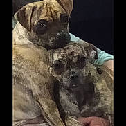 Lola N Lulu joined the competition — help win amazing prizes! dog, brindle, pet, animal, snuggle, lap, cute, two_dogs, indoor, close_up, companion, friendship, fur, mammal, domestic_animal, resting, looking_at_camera, person, holding, cuddle