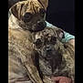 dog, brindle, pet, animal, snuggle, lap, cute, two_dogs, indoor, close_up, companion, friendship, fur, mammal, domestic_animal, resting, looking_at_camera, person, holding, cuddle