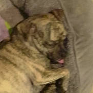 Lola N Lulu joined the competition — help win amazing prizes! dog, pet_bed, sleeping, indoor, brindle, tongue, cozy, animal, canine, fur, resting, bed, blurred, laying_down, domestic_animal, mammal, paw, cute, relaxed, companion