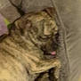 dog, pet_bed, sleeping, indoor, brindle, tongue, cozy, animal, canine, fur, resting, bed, blurred, laying_down, domestic_animal, mammal, paw, cute, relaxed, companion