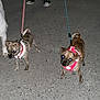 dog, leash, night, reflective_harness, pavement, person, shoes, walking, animal, pet, outdoor, two_dogs, flash, reflection, small_dog, canine, dark, human_leg, footwear, nighttime