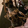 Lola N Lulu joined the competition — help win amazing prizes! puppies, dogs, brindle, indoor, wooden_chair, floor, blanket, legs, slippers, curious, cute, pets, animal, looking_up, closeup, two_dogs, mischievous, home, cozy, young_dogs