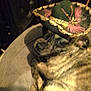 Lola N Lulu is registered to the contest to win money with this photo: dog, sombrero, hat, couch, indoor, pet, animal, brown, striped, relaxed, sleepy, furniture, canine, domestic_animal, resting, living_room, cozy, blurred, decorative, casual