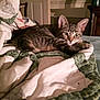 Simba N Nala joined the competition — help win amazing prizes! animal, bed, cat, comfort, cozy, cute, domestic, feline, fur, home, indoor, mammal, pet, quilt, relaxed, resting, sleepy, soft, striped, tabby