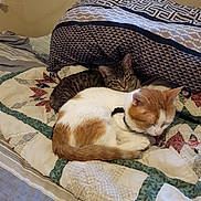 Simba N Nala is registered to the contest to win money with this photo: animal, bed, cat, cats, cozy, cute, domestic_animal, feline, fur, indoor, orange_cat, pet, pillow, quilt, relaxed, resting, sleeping, snuggling, tabby_cat, whiskers