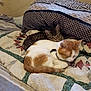 cat, cats, sleeping, tabby_cat, orange_cat, quilt, bed, pillow, indoor, pet, feline, resting, cozy, cute, animal, domestic_animal, fur, whiskers, relaxed, snuggling