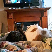 Simba N Nala is registered to the contest to win money with this photo: cat, television, blanket, quilt, wooden_mantle, indoor, pet, animal, furniture, screen, watching, bedroom, cozy, patchwork, domestic, relaxing, two_cats, home, couch, electronics