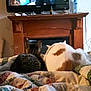 cat, television, blanket, quilt, wooden_mantle, indoor, pet, animal, furniture, screen, watching, bedroom, cozy, patchwork, domestic, relaxing, two_cats, home, couch, electronics