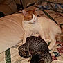 cat, orange_cat, tabby_cat, bed, quilt, pillow, indoor, resting, sleeping, pet, animal, feline, cozy, comfort, paw, striped, fur, domestic, cute, relaxing