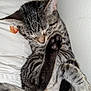 cat, tabby, sleeping, paw, fur, pet, animal, cute, relaxing, indoor, cushion, wall, whiskers, ears, resting, feline, closeup, soft, domestic_cat, peaceful