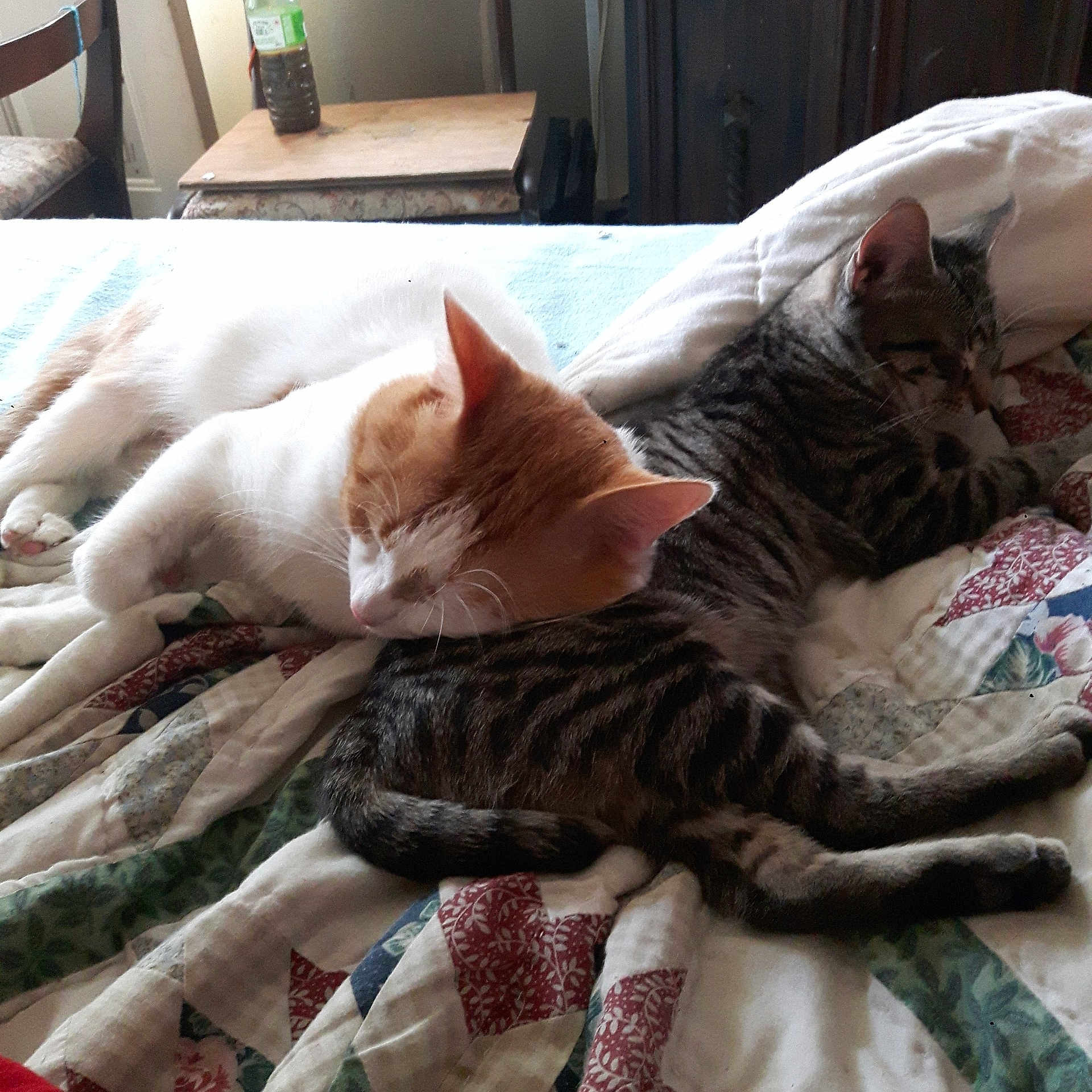 Simba N Nala