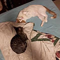 Brad N Crystal H. M.