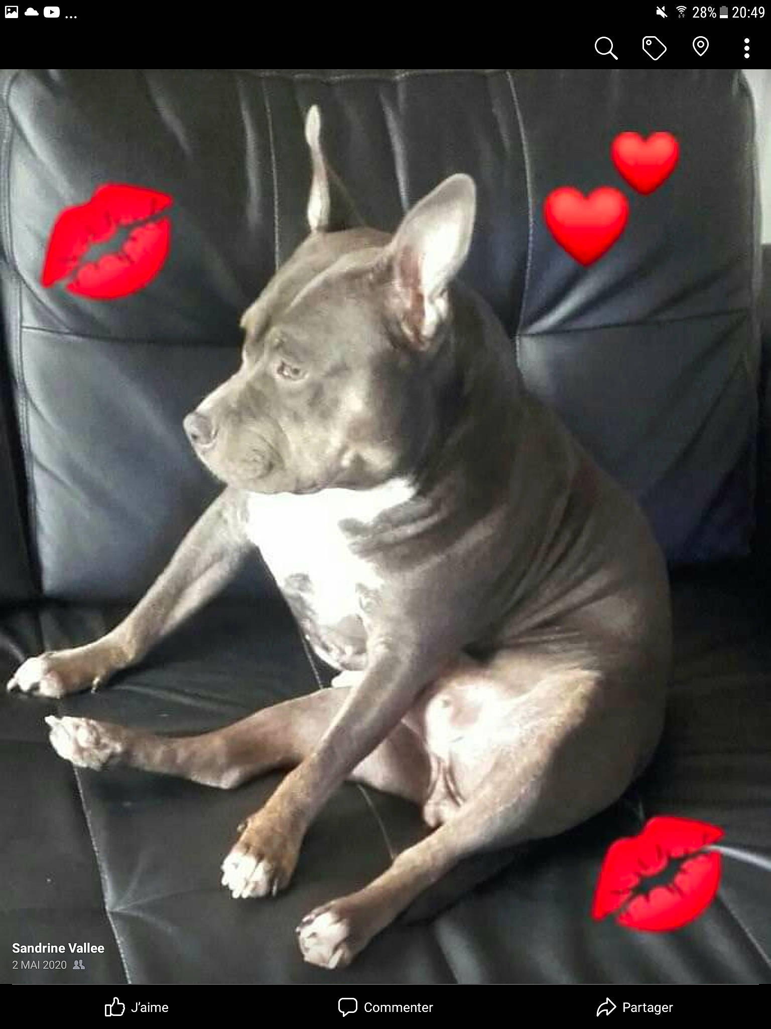 Bonny a rejoint le concours — aidez-le/la à gagner de superbes lots ! canidae, carmine, carnivore, companion_dog, dog, dog_breed, dog_supply, fawn, font, logo, non_sporting_group, photo_caption, snout, sporting_group, working_animal